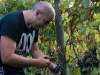 2015 reportage-10 : Friuli, Paesaggio, Vendemmia